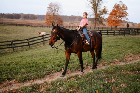 HorseID: 2285427 Watch Video! Husband Safe AQHA Gelding - PhotoID: 1061914