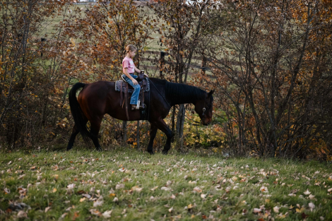 HorseID: 2285427 Watch Video! Husband Safe AQHA Gelding - PhotoID: 1061915