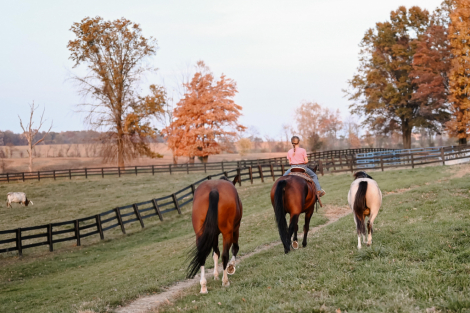 HorseID: 2285427 Watch Video! Husband Safe AQHA Gelding - PhotoID: 1061916