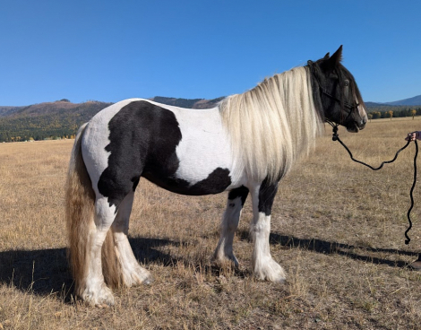 HorseID: 2285432 BSG Mountain Thyme - PhotoID: 1061922