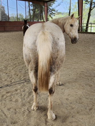 HorseID: 2285457 Winter Morning - PhotoID: 1061949