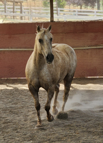 HorseID: 2285457 Winter Morning - PhotoID: 1061950