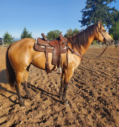 HorseID: 2285471 Frosted and Firing - PhotoID: 1061990