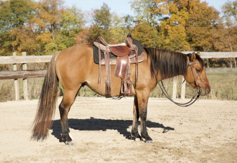 HorseID: 2285482 SJ RAWHIDE DUNNIT - PhotoID: 1061975