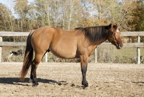 HorseID: 2285482 SJ RAWHIDE DUNNIT - PhotoID: 1061978