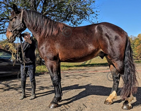 HorseID: 2285506 Goliath - PhotoID: 1062000