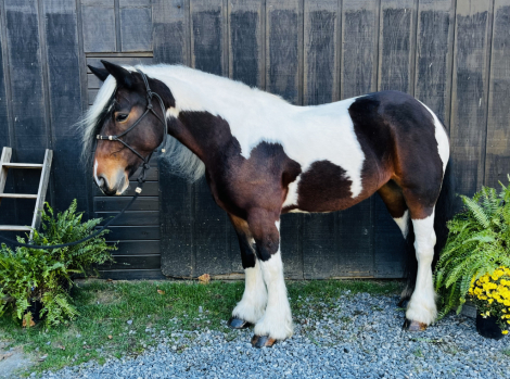 HorseID: 2285513 Pot of Gold Curly Sue - PhotoID: 1062006