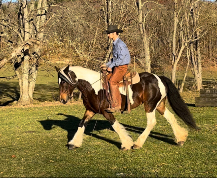 HorseID: 2285513 Pot of Gold Curly Sue - PhotoID: 1062007