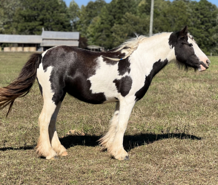 HorseID: 2285555 Stardust's Aisling of Bigfoot Vanners - PhotoID: 1062046