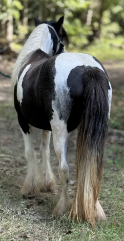 HorseID: 2285555 Stardust's Aisling of Bigfoot Vanners - PhotoID: 1062049