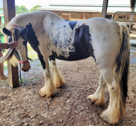 HorseID: 2285557 Feathergaits Annabelle - PhotoID: 1062051