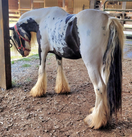 HorseID: 2285557 Feathergaits Annabelle - PhotoID: 1062052