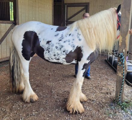 HorseID: 2285557 Feathergaits Annabelle - PhotoID: 1062053