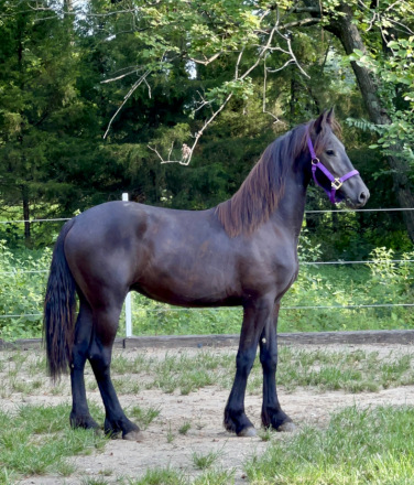 HorseID: 2285563 Wolte Van de Jewell - PhotoID: 1062060