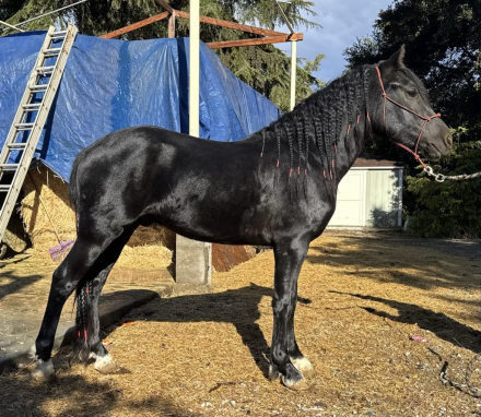 HorseID: 2285573 San Fran stardust - PhotoID: 1062073