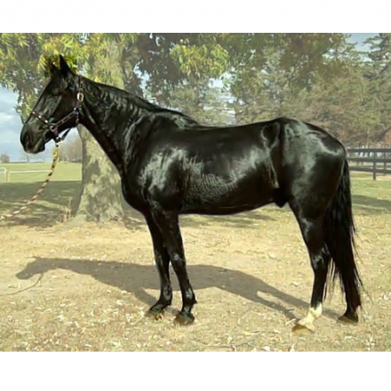 HorseID: 2285602 Zorro - PhotoID: 1062102