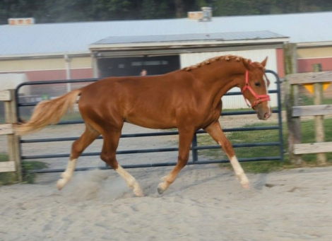 HorseID: 2285604 Beauregard - PhotoID: 1062108