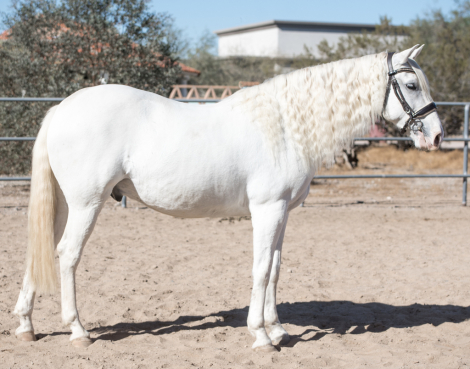 HorseID: 2285629 Sultan - PhotoID: 1062135