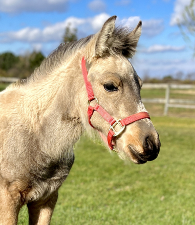 HorseID: 2285639 Blackshadow Calypso - PhotoID: 1062141