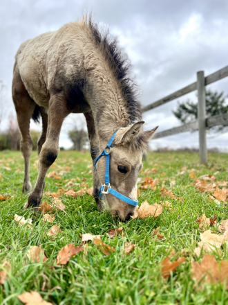 HorseID: 2285639 Blackshadow Calypso - PhotoID: 1062142