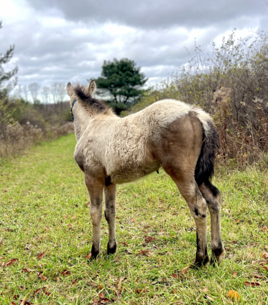 HorseID: 2285639 Blackshadow Calypso - PhotoID: 1062143