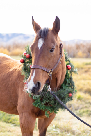 HorseID: 2285647 Grade Quarter Horse - PhotoID: 1062175