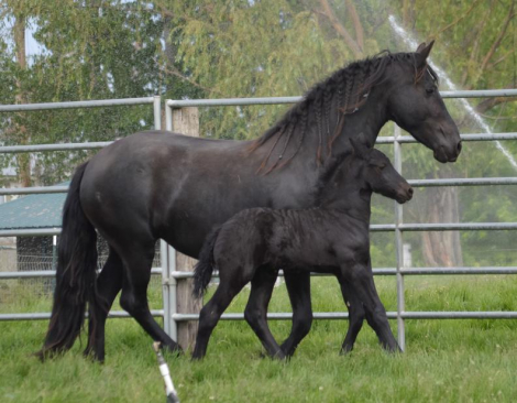 HorseID: 2285668 2025 B-book Full Friesian foals - PhotoID: 1062165