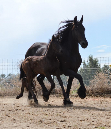 HorseID: 2285668 2025 B-book Full Friesian foals - PhotoID: 1062166