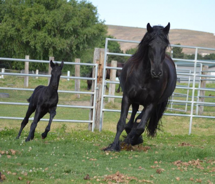 HorseID: 2285668 2025 B-book Full Friesian foals - PhotoID: 1062167