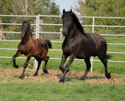 HorseID: 2285668 2025 B-book Full Friesian foals - PhotoID: 1062168