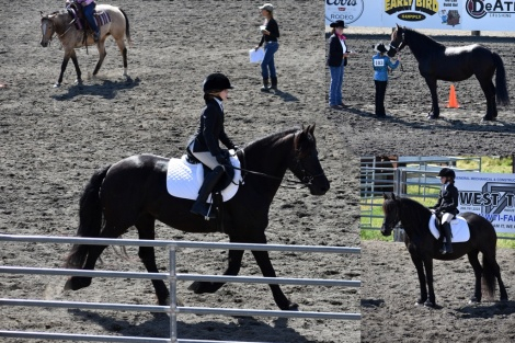 HorseID: 2285668 2025 B-book Full Friesian foals - PhotoID: 1062169