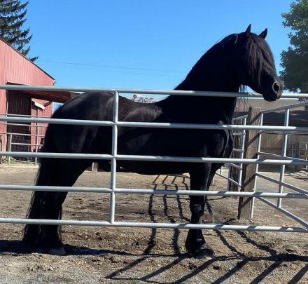 HorseID: 2285668 2025 B-book Full Friesian foals - PhotoID: 1062170