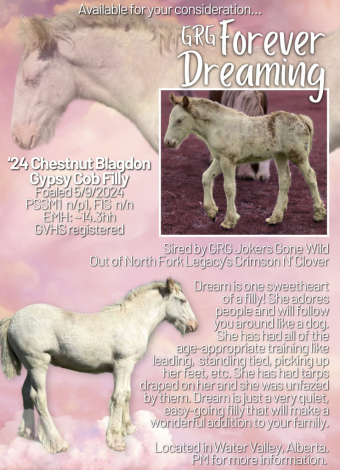 HorseID: 2285670 GRG Forever Dreaming - PhotoID: 1062172