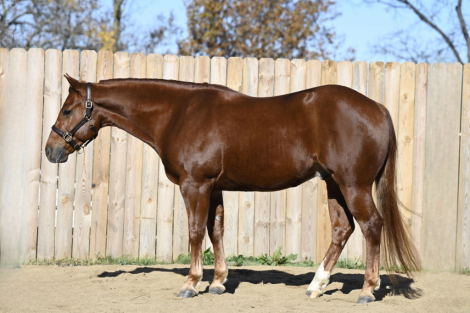 HorseID: 2285675 Colonels Smart Baby - PhotoID: 1062182