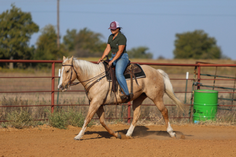 HorseID: 2285683 SUN FROSTED FEATURE - PhotoID: 1062194