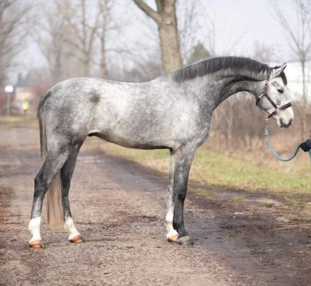 HorseID: 2285686 Vingiboy - KWPN 17h Gray Gelding - PhotoID: 1062202