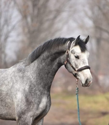 HorseID: 2285686 Vingiboy - KWPN 17h Gray Gelding - PhotoID: 1062203