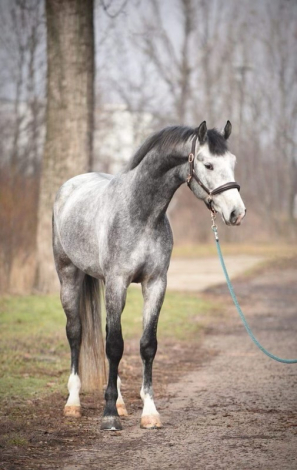 HorseID: 2285686 Vingiboy - KWPN 17h Gray Gelding - PhotoID: 1062204