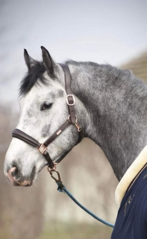 HorseID: 2285686 Vingiboy - KWPN 17h Gray Gelding - PhotoID: 1062205