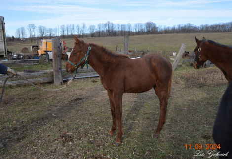 HorseID: 2285741 CLG Lil Fancy Pants - PhotoID: 1062275