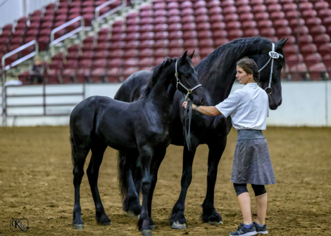 HorseID: 2285779 Antonis van Prairie Wind - PhotoID: 1062320