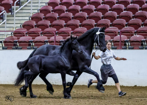 HorseID: 2285779 Antonis van Prairie Wind - PhotoID: 1062321