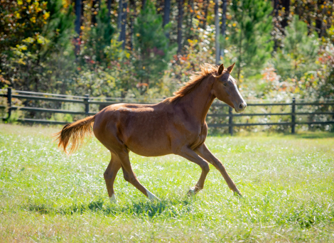 HorseID: 2285785 Feliz Estrella GSF - PhotoID: 1062337