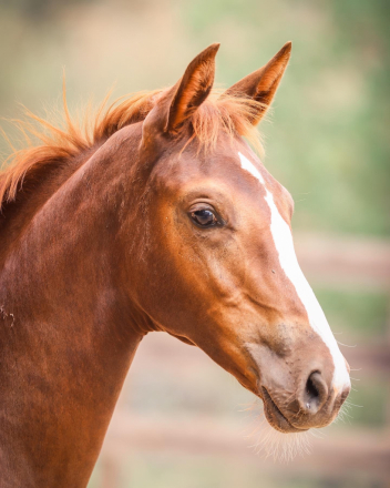 HorseID: 2285785 Feliz Estrella GSF - PhotoID: 1062338