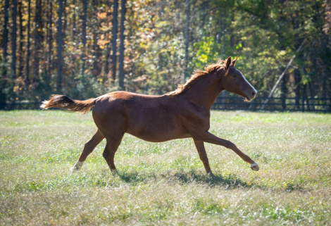 HorseID: 2285785 Feliz Estrella GSF - PhotoID: 1062339