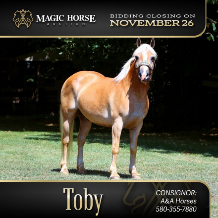 HorseID: 2285795 Toby* - PhotoID: 1062396