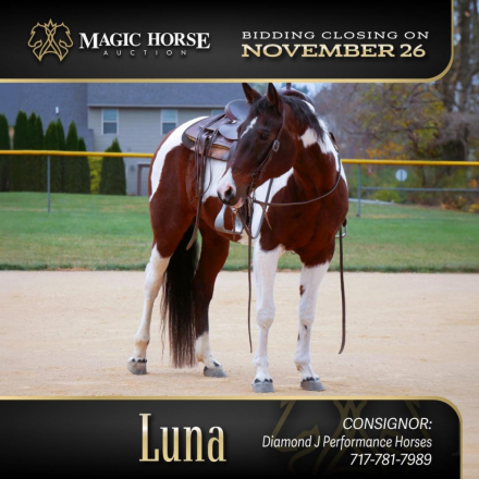 HorseID: 2285796 Luna - PhotoID: 1062397