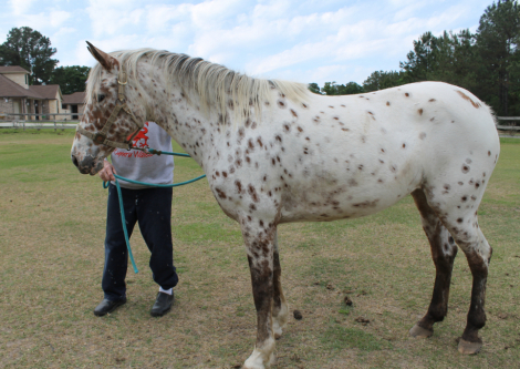 HorseID: 2285819 Autumn Rose of Texas - PhotoID: 1062415