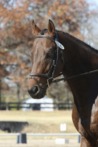 HorseID: 2285824 Handsome Swede - PhotoID: 1062421