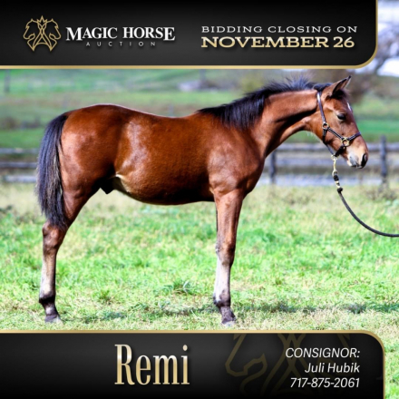 HorseID: 2285826 Remi - PhotoID: 1062426